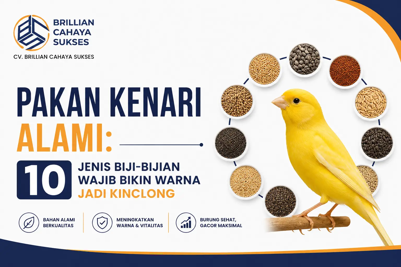 Pakan Kenari Alami: 10 Jenis Biji-bijian Wajib Bikin Warna Jadi Kinclong