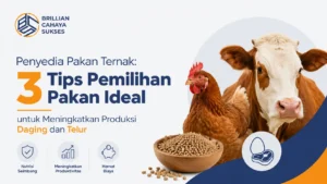 Penyedia Pakan Ternak 3 Tips Pemilihan Pakan Ideal untuk Meningkatkan Produksi Daging dan Telur