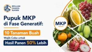 Pupuk MKP di Fase Generatif: 10 Tanaman Buah Wajib Coba untuk Hasil Panen 50% Lebih
