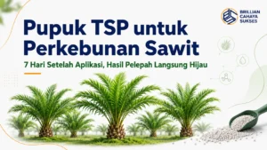 Pupuk TSP untuk Perkebunan Sawit: 7 Hari Setelah Aplikasi, Hasil Pelepah Langsung Hijau