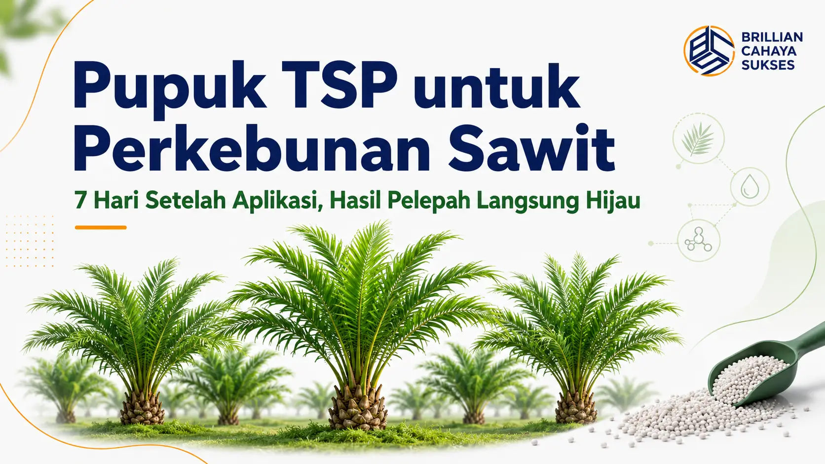 Pupuk TSP untuk Perkebunan Sawit: 7 Hari Setelah Aplikasi, Hasil Pelepah Langsung Hijau