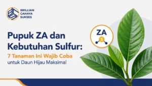 Pupuk ZA dan Kebutuhan Sulfur: 7 Tanaman Ini Wajib Coba untuk Daun Hijau Maksimal