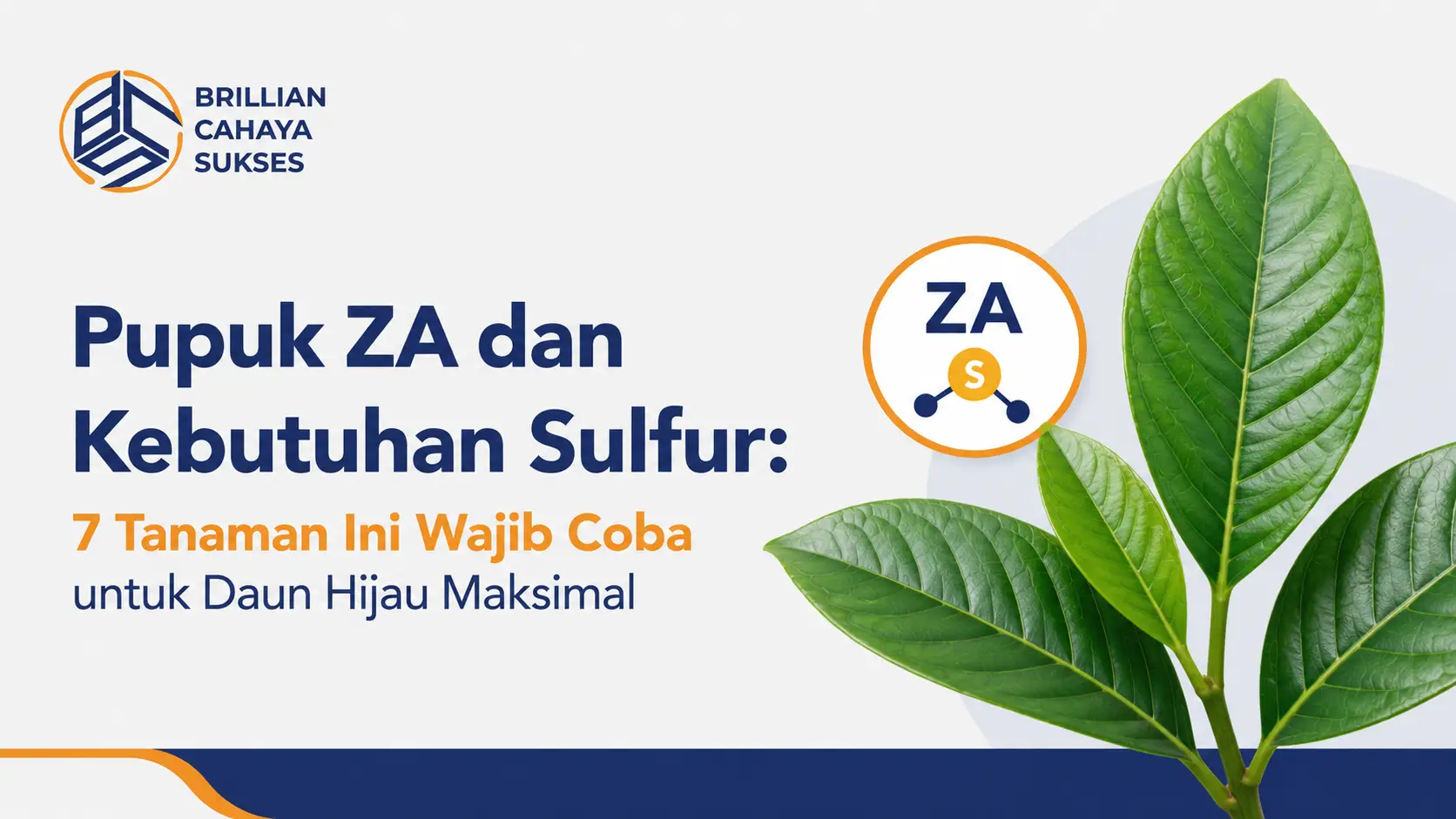 Pupuk ZA dan Kebutuhan Sulfur: 7 Tanaman Ini Wajib Coba untuk Daun Hijau Maksimal