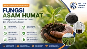 Ilustrasi fungsi asam humat untuk meningkatkan kesuburan tanah dan struktur tanah