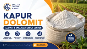 Kapur dolomit untuk vendor dengan manfaat meningkatkan kesuburan tanah oleh Brilian Cahaya Sukses