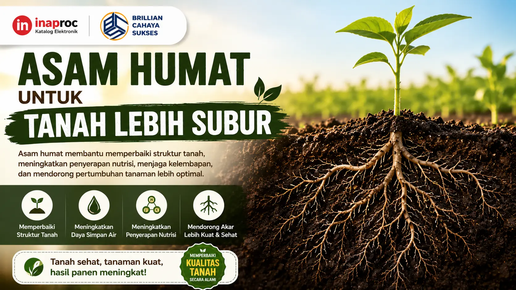 Asam humat untuk tanah lebih subur dengan membantu memperbaiki struktur tanah dan mendukung pertumbuhan akar tanaman lebih optimal