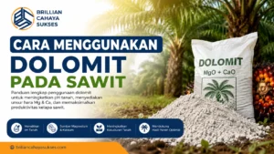 “Cara menggunakan dolomit pada sawit untuk meningkatkan pH tanah”