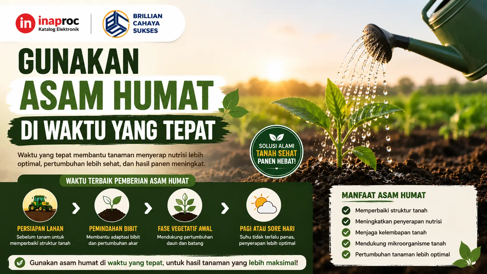 Gunakan asam humat di waktu yang tepat untuk membantu penyerapan nutrisi tanaman dan meningkatkan hasil panen lebih optimal
