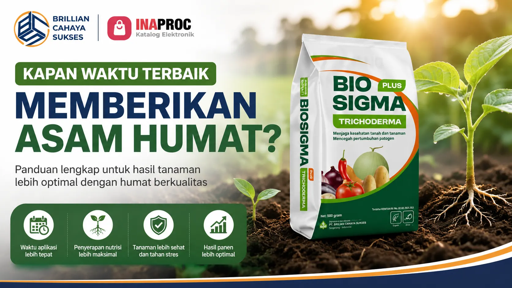 Kapan waktu terbaik memberikan asam humat untuk membantu pertumbuhan tanaman lebih optimal