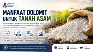 “Manfaat dolomit untuk memperbaiki tanah asam dan struktur tanah”