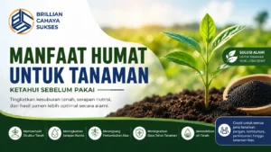 Manfaat humat untuk tanaman membantu memperbaiki struktur tanah dan meningkatkan pertumbuhan tanaman