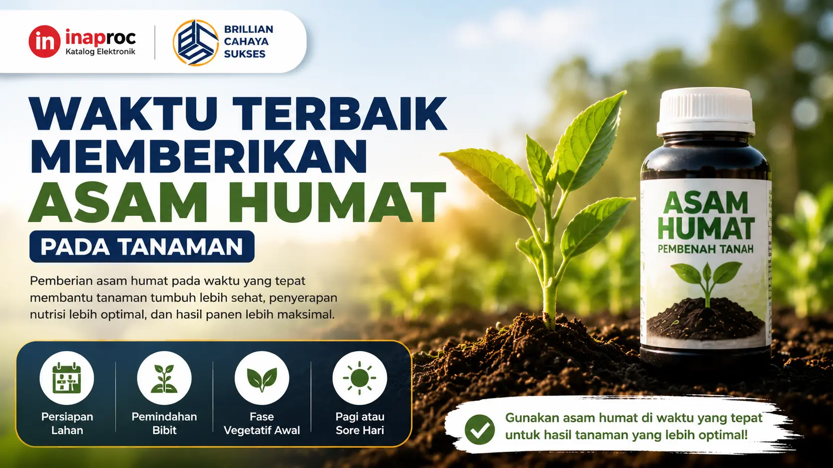 Waktu terbaik memberikan asam humat pada tanaman untuk membantu pertumbuhan akar dan penyerapan nutrisi lebih optimal