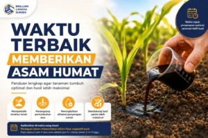 Waktu terbaik memberikan asam humat pada tanaman untuk membantu penyerapan nutrisi dan pertumbuhan akar lebih optimal