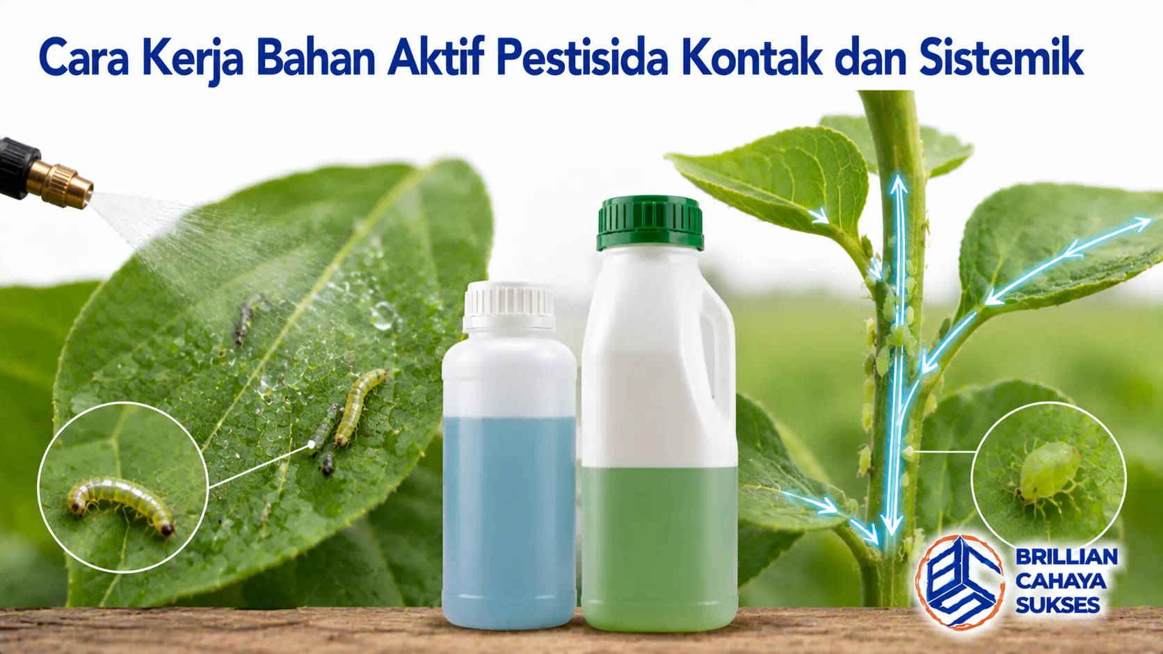 Ilustrasi mekanisme kerja pestisida kontak dan sistemik dalam melindungi tanaman dari serangan hama.